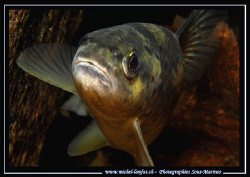 Face to face with this beautiful Trout in the Verzasca Ri... by Michel Lonfat 